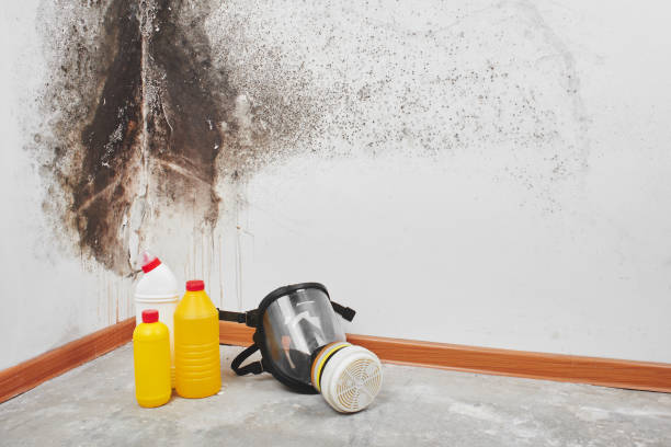 Trusted Amherst, WI Mold Removal Experts