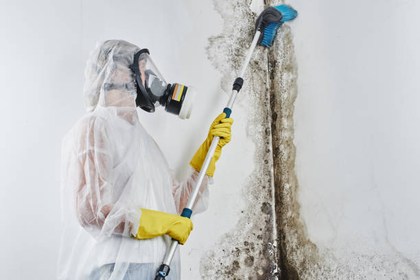 Best Mold Removal Near Me  in Amherst, WI