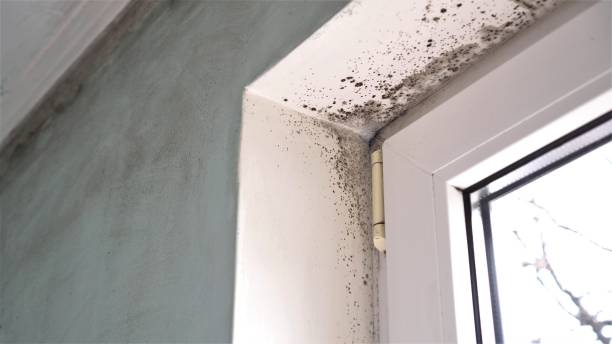 Best Crawl Space Mold Removal  in Amherst, WI