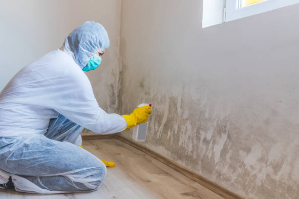 Best Mold Cleaning Services  in Amherst, WI