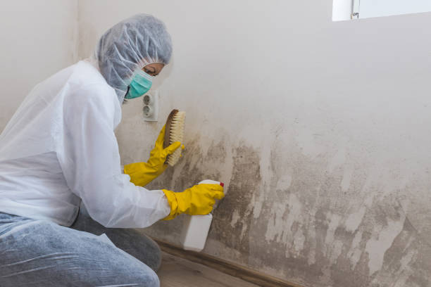 Attic Mold Removal in Amherst, WI