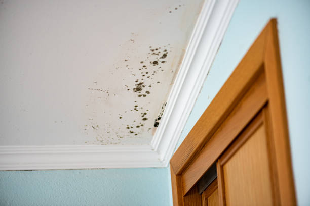 Best Black Mold Removal  in Amherst, WI