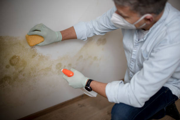  Amherst, WI Mold Removal Pros