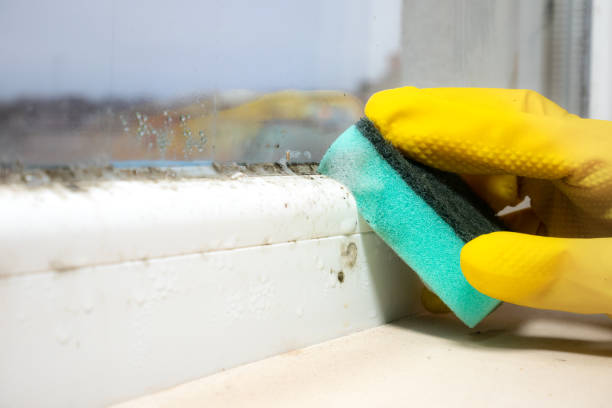 Best Professional Mold Removal  in Amherst, WI