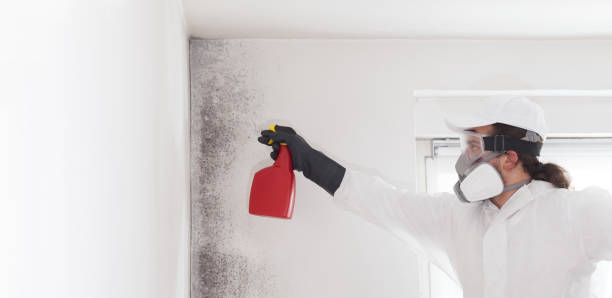 Best Black Mold Removal  in Amherst, WI