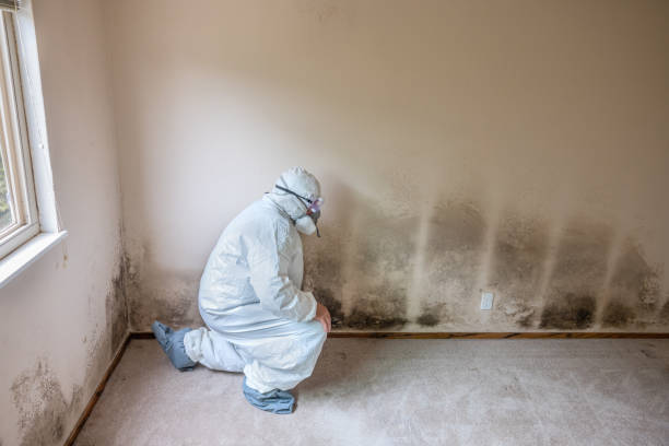Best Fast Mold Removal  in Amherst, WI