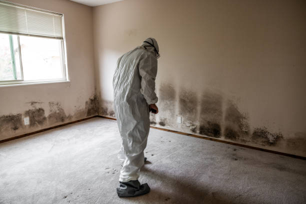 Best Affordable Mold Removal  in Amherst, WI