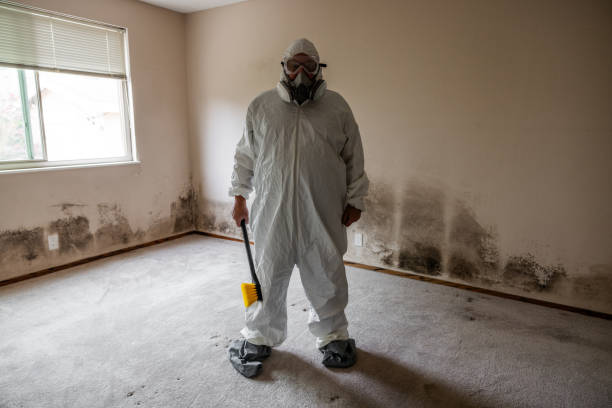 Best Best Mold Removal Companies  in Amherst, WI