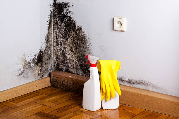 Best Mold Damage Repair  in Amherst, WI