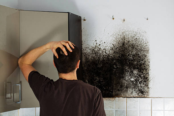 Best Emergency Mold Removal  in Amherst, WI